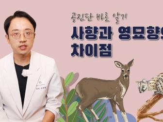 영묘 공진단? 사향과 영묘향의 차이점